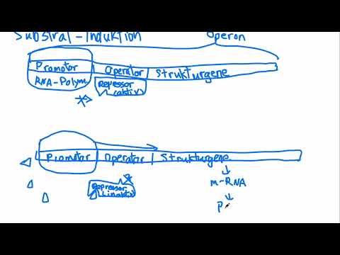 Genetik - Genregulation: Substrat-Induktion, Endprodukt-Repression