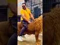Lion Riding Mian Saqib