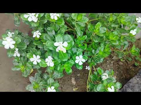 Aaj Ki Raat |Stree 2 |Tamannaah Bhatia |Sachin-Jigar |Madhubanti |Divya |Amitabh |