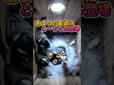 鳥の好きな色は何ですか?巣箱に使うのはどれでしょうか？羽の生えた鳥を惹きつける7つの色合いをご紹介します。  庭園