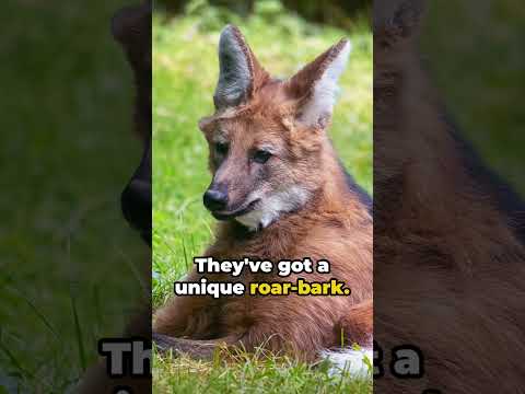 The Secret Life of: The Maned Wolf - The Fox Wolf that's actually a Dog!