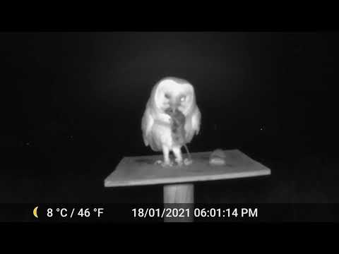 Barn Owl eats mouse ,down in one