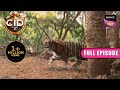 अब असली Tiger के चक्कर में फंसी CID! | CID | Full Episode | 4 Jan 2023