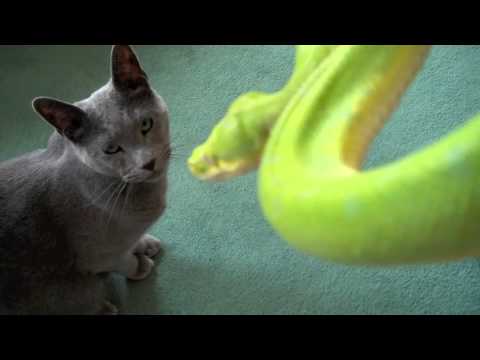 Crazy Cat Living with Reptiles