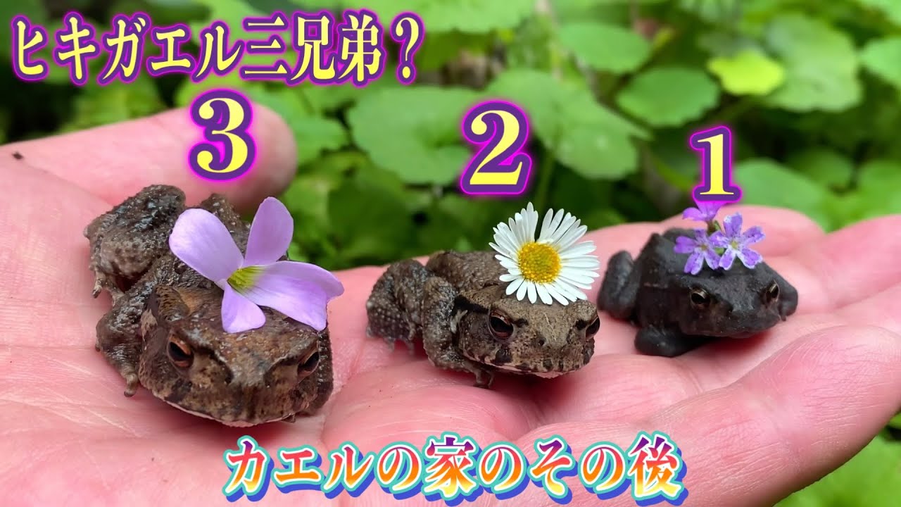 【ヒキガエルの子供達】カエルの家を作って三年が経ち今年の夏も水浴びをしに現れました。