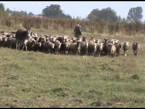 Rasztari-Duci Juci Puli herding with big herd