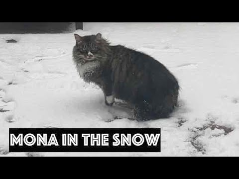 Cats in snow - Mona is one of those who loves it!