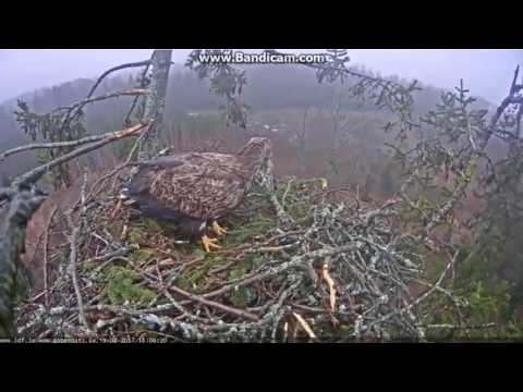 11:03 - 11:11 wichura u bielików - Łotwa 19.02.2017