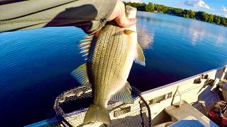 How Far would you Drive to Go Fishing? - Whitebass Fishing!