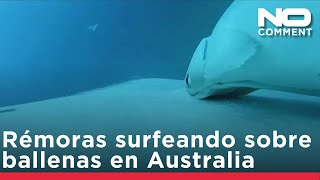 Imágenes poco comunes muestran rémoras surfeando sobre ballenas jorobadas frente a Australia