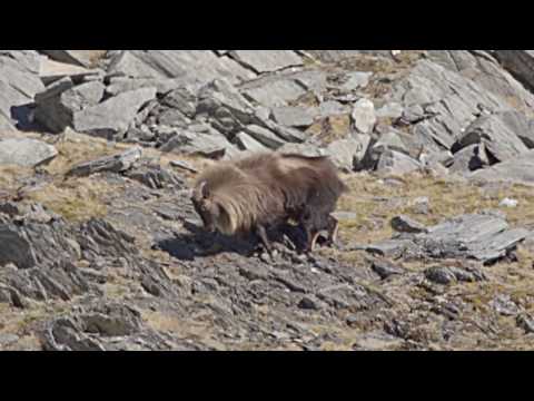 HUNTERS CLUB S1 Ep 1 - Winter Bull Tahr Hunt