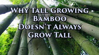 How Bamboo Grows (More info in Description)