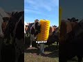 Cows Go Crazy for This New Brush! 🐄✨