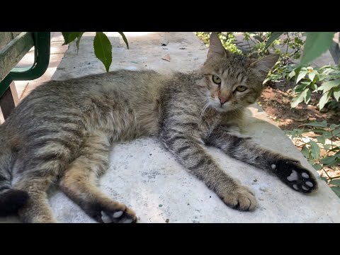 Stray cats: This cute cat says do not touch me