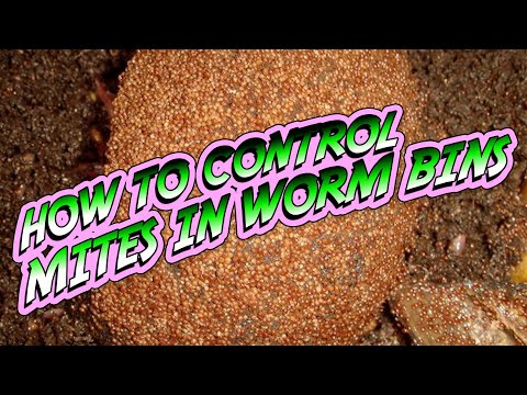 How to CONTROL MITES in your WORM BIN