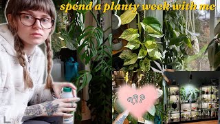 long plant vlog 🪴 i got a wishlist plant, trellising hoya, & releasing beneficials for the mealies 🐛
