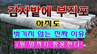 [텃밭농부. 1,389]  감자밭에 부직포를 아직도 덮어 놓은 진짜 이유 #감자재배