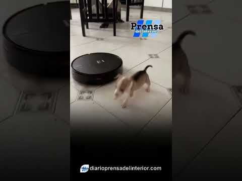Creador convierte una vieja aspiradora Roomba en un robot alimentador de perros con inteligencia ar