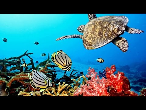 Beautiful  Nature Coral Reef life - Sea Turtle, Shark,  -  Sleep and Relax Music Screensaver