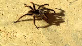 preview picture of video 'Tarantula in Anguilla'