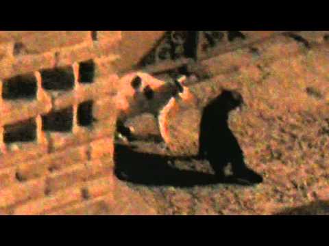 Rissa tra gatti a incisa scapaccino