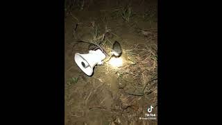 Download lagu suara pangil burung ruak ruak mp3 Download lagu suara pangil burung ruak ruak mp3