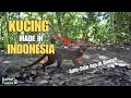 8 Jenis Kucing Hutan Asli Indonesia Ada Yang Terancam Punah