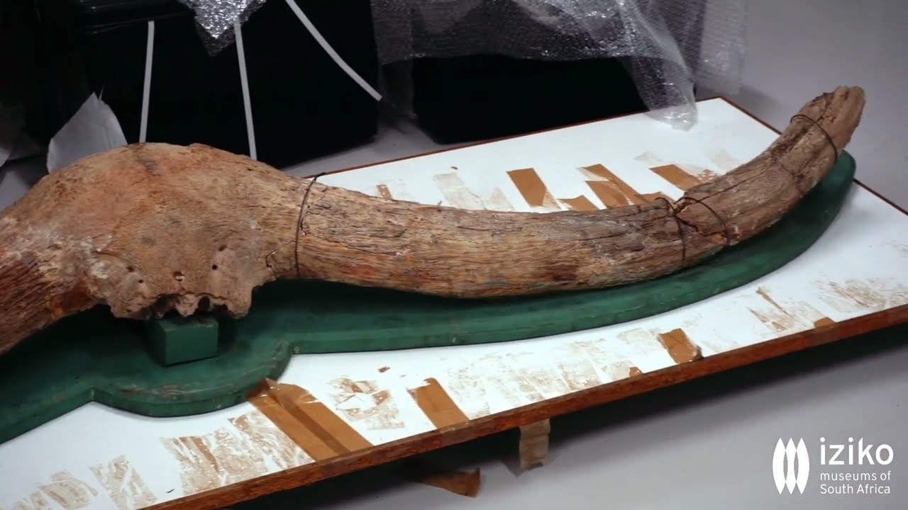 Go behind-the-scenes of Iziko's Cenozoic Collection!