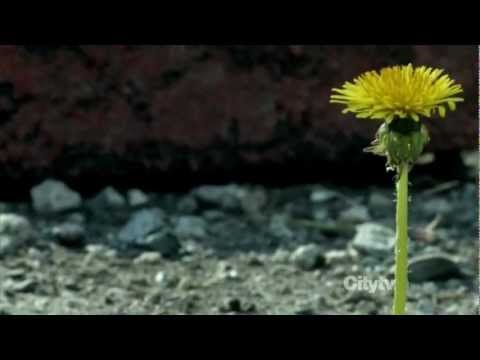 Fringe Episode 5.01 Scene - Hope