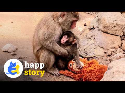 Lonely Baby Monkey Punch Finally Makes Friends at the Zoo | HAPP