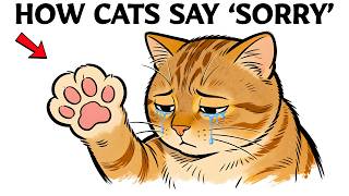 How Do Cats Apologize To Humans?