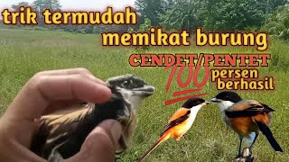 Download lagu cara termudah memikat cendet/pentet|| anti gagal mp3