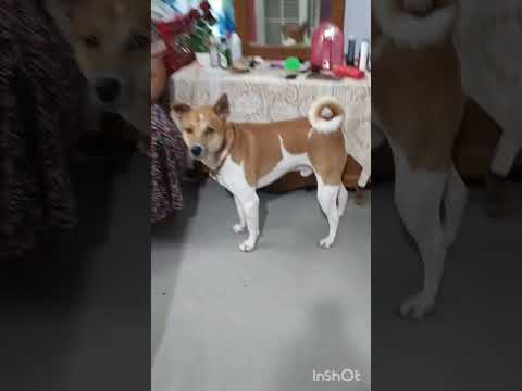 Coco ka stick dhund ne ka nakam kosis 😁😁😁😁😁🤣🤣🤣🤣#dog #youtube