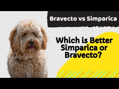 The Bravecto vs Simparica Debate: Which is Better for My Dog?
