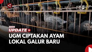 Download lagu UGM Ciptakan Ayam Lokal Galur Baru Lewat Persilangan mp3 Download lagu UGM Ciptakan Ayam Lokal Galur Baru Lewat Persilangan mp3