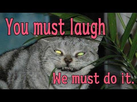 Collection of funny Cat, Make you laugh your *ss off #012