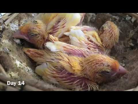 Canary Chicks Growth From Day 1 To Day 35