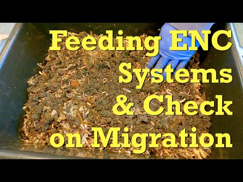 Tending to Euro nightcrawlers during moves from old to new spaces - worm farm vermicompost