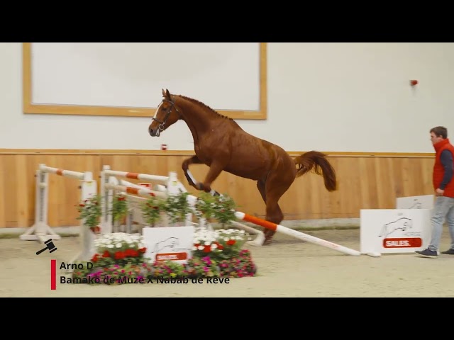 Arno D (Bamako de Muze x Nabab de Reve)
