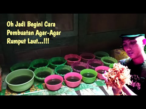 OH JADI BEGINI CARA PEMBUATAN AGAR-AGAR RUMPUT LAUT | 2020
