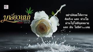 แก้วตา เช ลามะ แก้วตา เช ลามะ