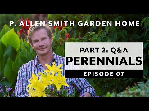 download lagu mp3 mp4 Good Companion Plants For Daylilies, download lagu Good Companion Plants For Daylilies gratis, unduh video klip Good Companion Plants For Daylilies