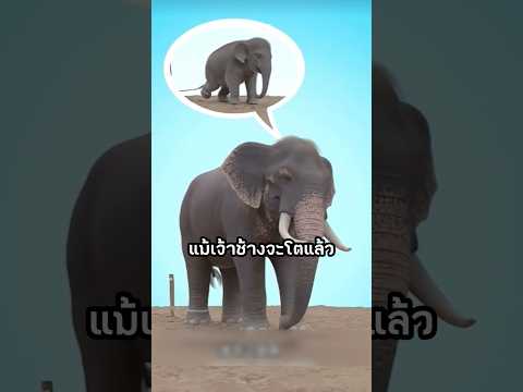 ช้างไม่กล้าดึงเชือก #viral #viralvideo #interesting