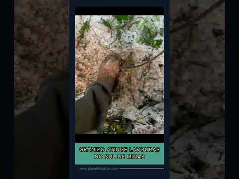 Granizo atinge lavouras em Poço Fundo-MG