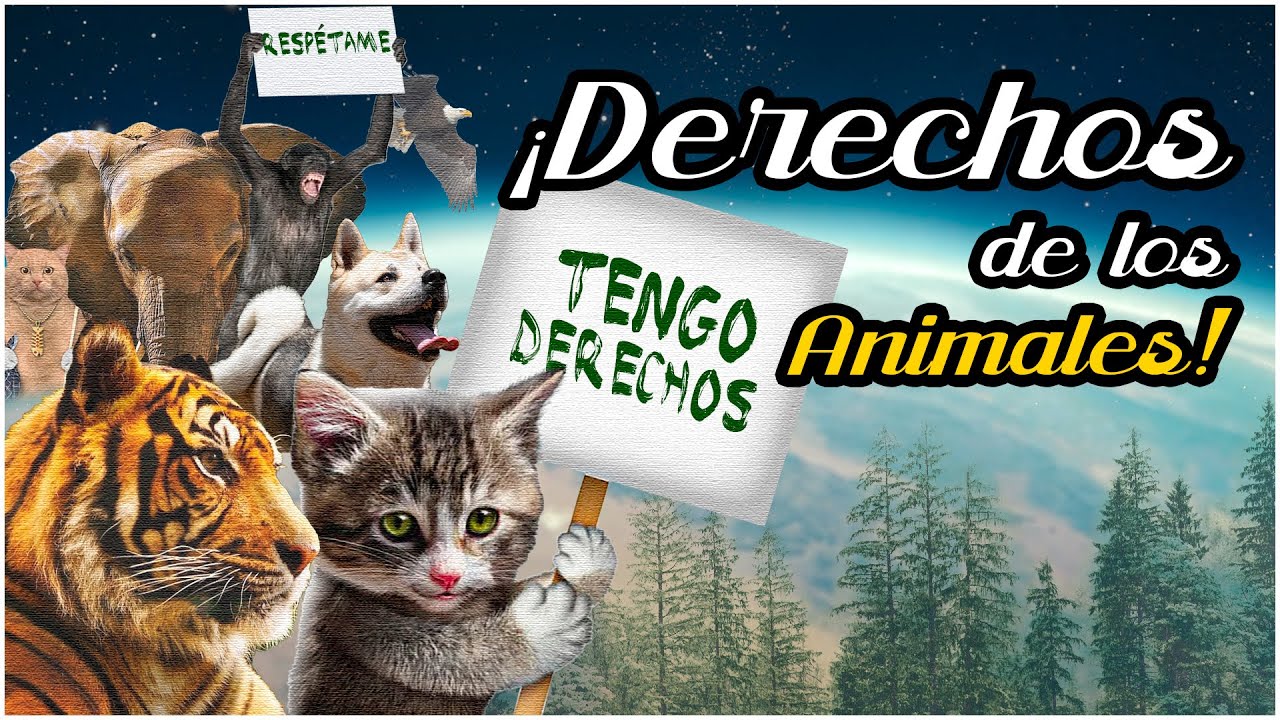 LOS ANIMALES SÍ TIENEN DERECHOS | Video ensayo #animales #ambient #derecho