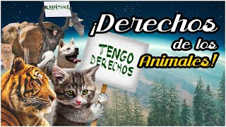 LOS ANIMALES SÍ TIENEN DERECHOS | Video ensayo #animales #ambient #derecho