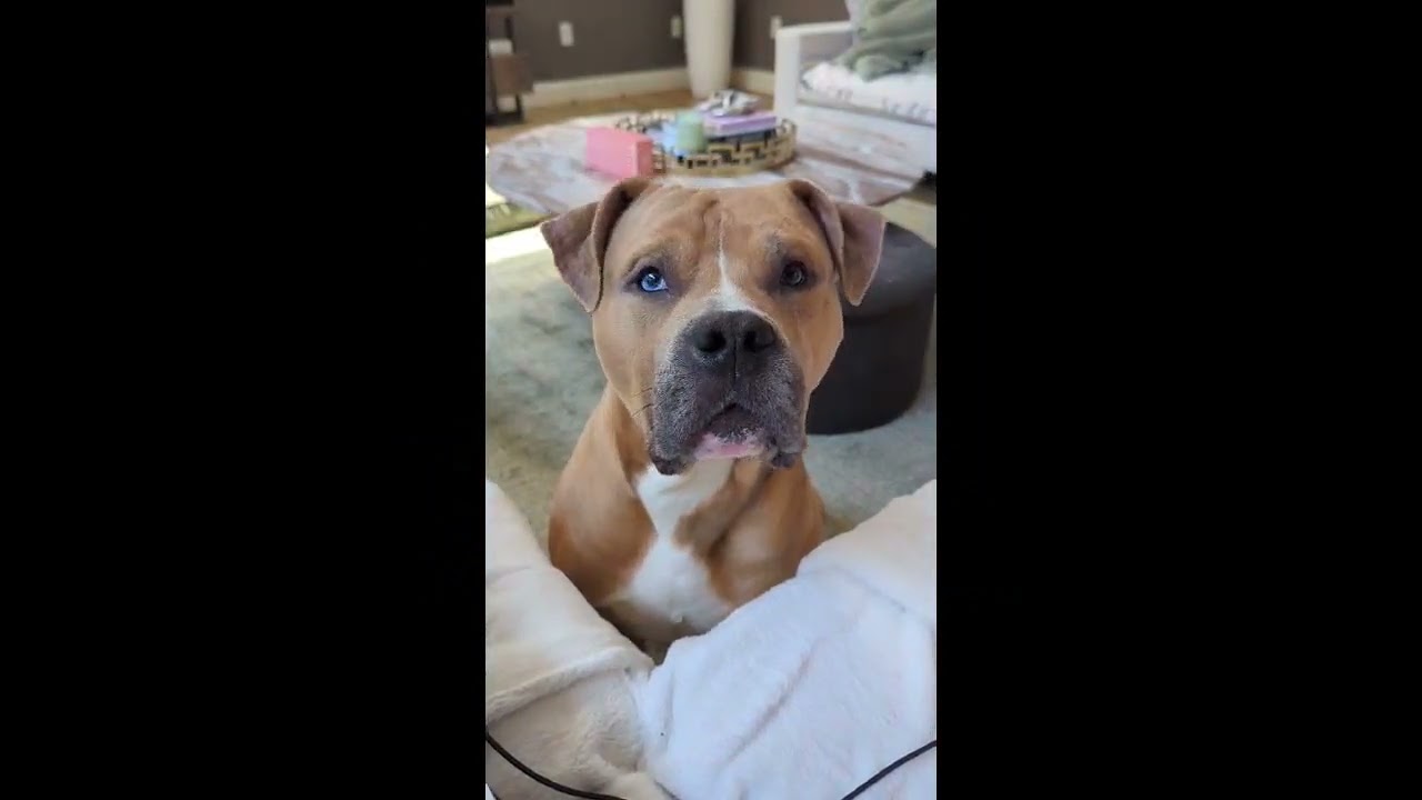 Enlarge Bowie, a Adoptable mixed breed in Blairstown, NJ video 6/6