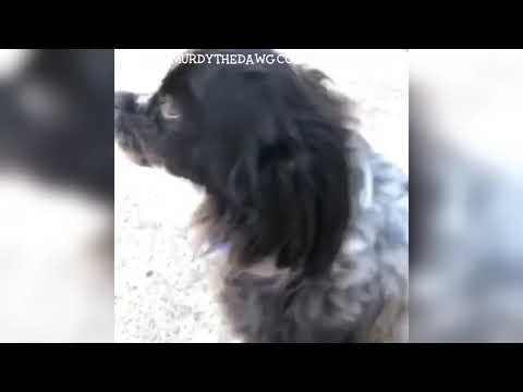 Funny murdythedawg or Murdy Dawg Ewing Instagram Compilation 2018