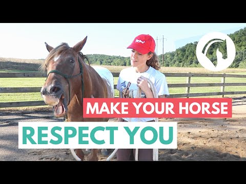 Horse Groundwork for RESPECT (Exercises That Work)