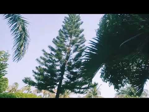 "Unseen Beautiful Trees & Flowers | Crystal Tree & Garden View | Morshed Hossen Official"